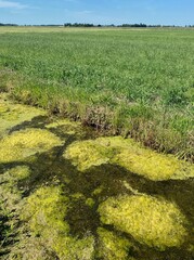 Ditch between the meadows in Lemmer in the Netherlands.