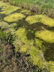 Ditch between the meadows in Lemmer in the Netherlands.