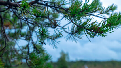 wet pine needles, rain drops fallen into needles, blurred background, rainy weather