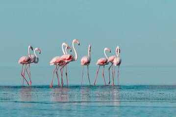 Wild african birds. Group birds of pink african flamingos  walking around the blue lagoon