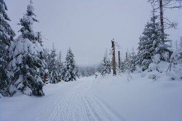 Schneebedeckter Wald 