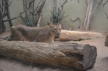 Obraz premium African lion relaxing in the Frankfurt zoo