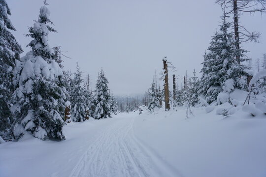 Schneebedeckter Wald 