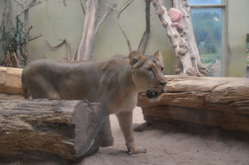 African lion relaxing in the Frankfurt zoo