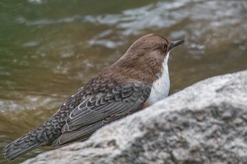 Wasseramsel am Fluss