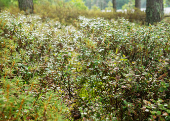 rainy day, rainy background, traditional bog landscape, bog grass and moss, small bog pines during rain, bog in autumn