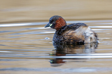 Zwergtaucher (Tachybaptus ruficollis)