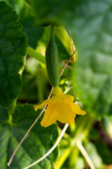 young green cucumbers on a background of bright leaves in a greenhouse ripen in spring