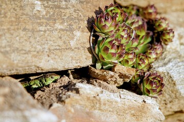 Lizard and succulent
