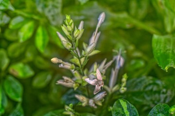 Tropic Flower Palmhouse Vienna Palmenhaus