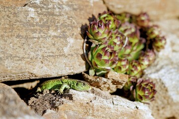 Lizard and succulent