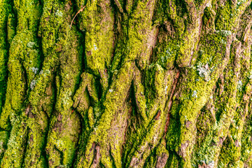 Tree covered bright green moss lichen bark in rainforest, texture