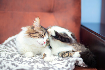 A domestic fluffy cat lies on the sofa and scratches its ear with its paw. The cat itches due to...