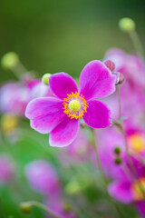 Obraz premium 【縦位置】シュウメイギク