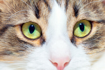 Beautiful green cat eyes close up. Pet Portrait