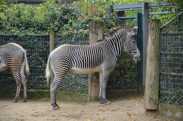 Obraz na płótnie Canvas Grevy zebra (Equus grevyi) in the Frankfurt zoo