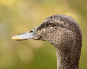 Portrait of a mallard duck