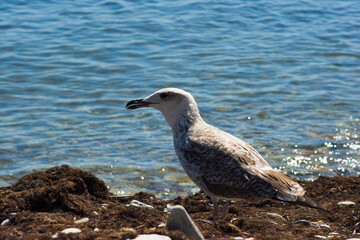 seagull on the beach