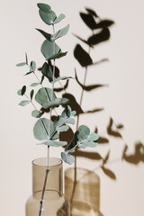 Eucalyptus branch in vase on pastel neutral beige background with sun light and trendy shadow....
