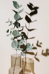 Poster Japandi stijl Eucalyptus branch in vase on pastel neutral beige background with sun light and trendy shadow. Modern interior design concept.  © magic_cinema