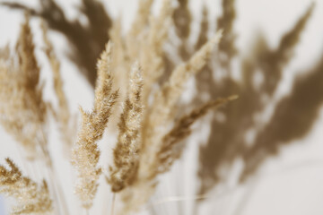 Fototapeta premium Selective focus - Pampas grass branch on pastel neutral beige background. Flat lay. Minimal, styled concept for bloggers with reeds foliage, sun light and trendy shadow.