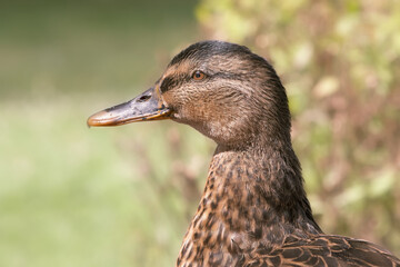 Portrait of a mallard duck