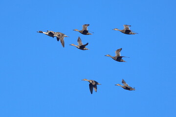 Pintail ducks in flight