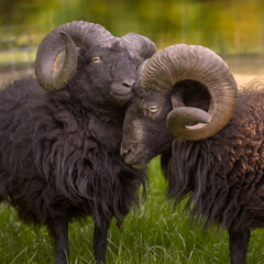 Two male black ouessant sheep with large horns