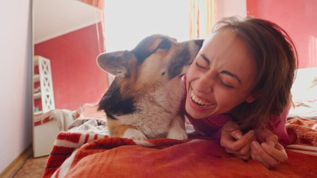 happy young woman lies in bedroom on bed with her adorable and funny Welsh Corgi dog. girl stroking him, dog gently and lovely licking woman face showing his love