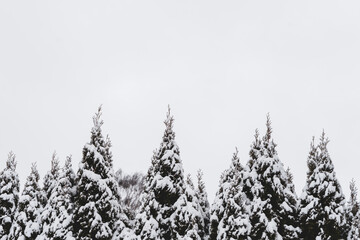 Schneebedeckte Bäume und und Himmel. Kälte, Winter, Landschaft.
