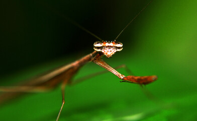 insect animal , natura San diego Venezuela