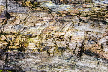 Wooden stained texture, rot wet log background