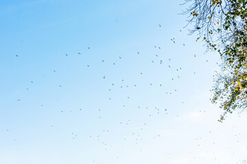 Birds fly south, beautiful blue sky