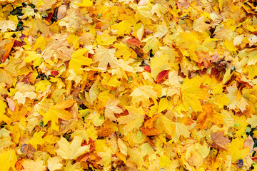 Naklejka na ściany i meble Yellow maple leaves in the Park, texture, autumn concept