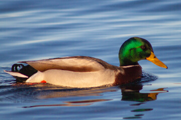 The male mallard  (Anas platyrhynchos) is a dabbling duck that breeds throughout the temperate and subtropical Americas, Eurasia, and North Africa,live in wetlands,eat water plants and small animals