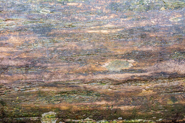 Wooden stained texture and green moss, rot wet log background