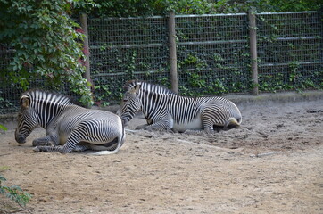 Fototapeta na wymiar Grevy zebra (Equus grevyi) in the Frankfurt zoo