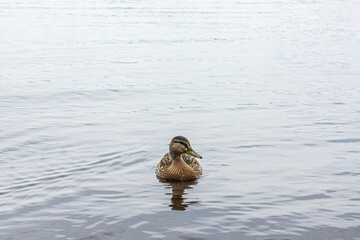 Female mallard duck, duck in the water