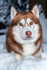 Portrait red Siberian husky dog lying on the snow in winter forest, front view.
