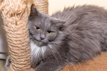 A fluffy gray cat with bright and expressive yellow eyes lies on its bed