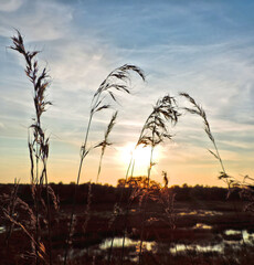 Blurred beautiful sunset black silhouettes of blades of grass on  background of Dramatic sky cloud scape of sunset before rain Abstract background for design