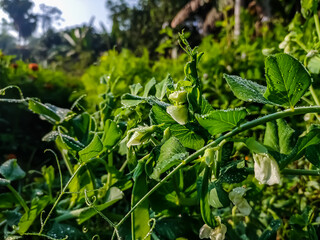 This is the pea plant close-up macro shot in the day time in the winter season in a indian field.