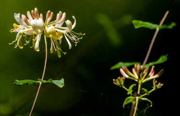 Fleurs de chèvrefeuille à Saint-Paul-de-Varax, France