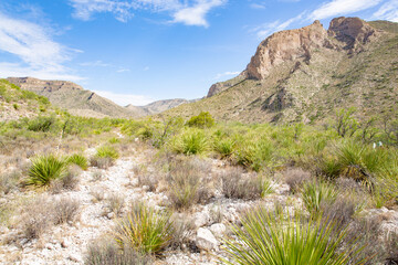 Fototapeta na wymiar Guadalupe Mountains National Park in Texas, USA