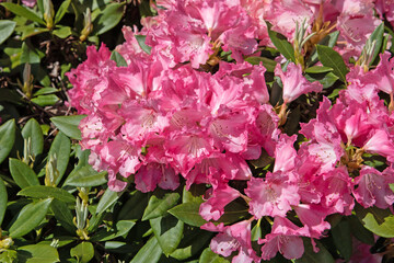 Rosa blühender Rhododendron im Frühling