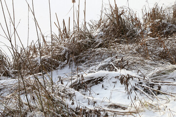 reeds and grass in the snow near the lake