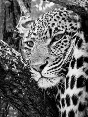 Leopard Portrait, Gomo Gomo safari, South Africa.