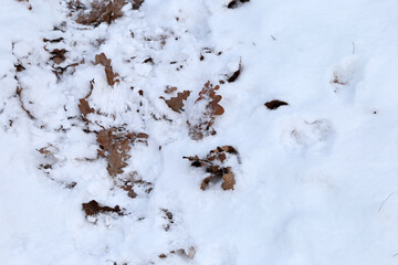 Leaves of the trees in snow on the ground