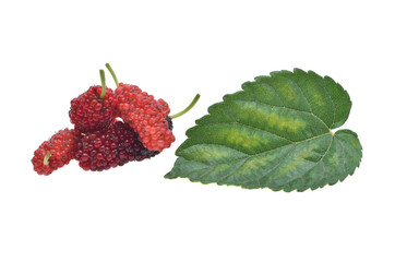 mulberry berry with leaf on white background healthy mulberry fruit food isolated