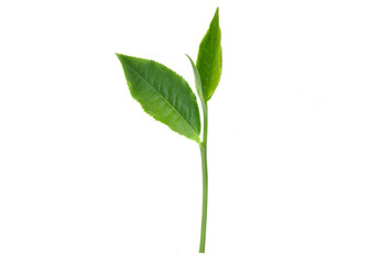 Green tea leaf isolated on white background